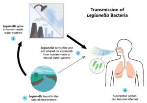 LegionellaTransmission